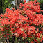 Azalea
