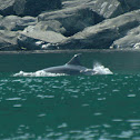 Bottlenose Dolphin