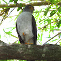 Bicolored Hawk