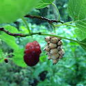 Mulberry