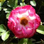 Pink Rose