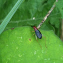 Red-headed Bush Cricket