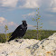 Northern Raven