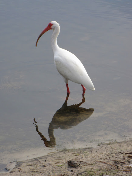 Spotting Image 1