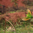green bee eater