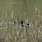 Eurasian Coot - Szárcsa