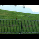 American robin