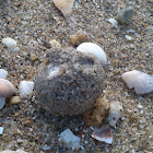 strange sand ball