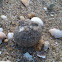strange sand ball