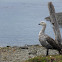 Upland Goose