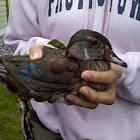 Wood Duck