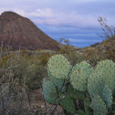 Prickly pear cactus