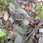 Texas Spiny lizard