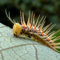 Caterpillars of Parana, Brazil
