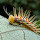 Caterpillars of Parana, Brazil