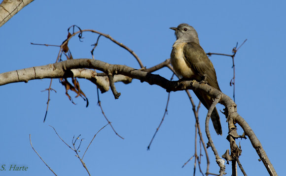 Spotting Image 1