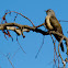 Brush Cuckoo