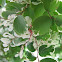 Snow Bush
