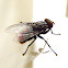Mosca