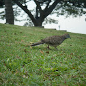 Peaceful Zebra dove