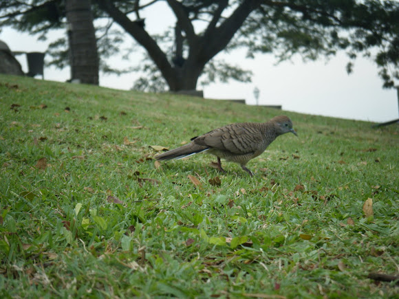 Spotting Image 1