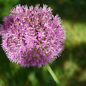 Flowering Onion