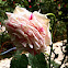 Striped rose