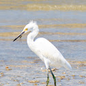 Snowy Egret