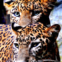 Indian leopard