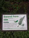 Sword Fern