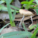 Tiny Orange cap
