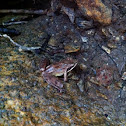 Rana dalmatina