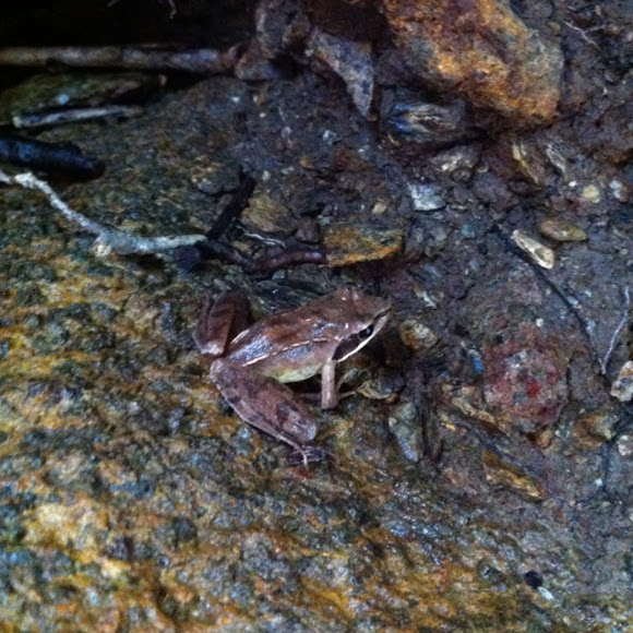 Spotting Image 1