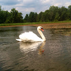 Swan
