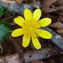 Lesser Celandine