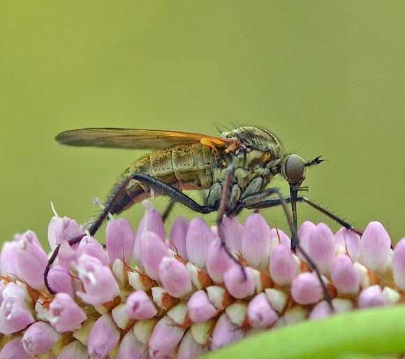 Spotting Image 1