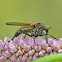 Dance fly