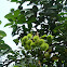 Rambutan