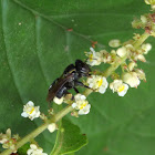 Stingless bee