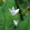 Marsh Bellflower