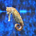 Common Seahorse