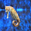 Common Seahorse
