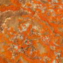 Lichen