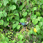 American Purple Gallinule