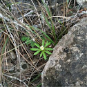 Two-flower anemone