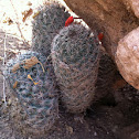 Pincushion cactus