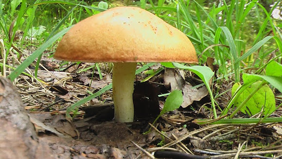 Spotting Image 1
