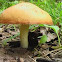Suillus granulatus