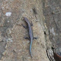 Five Lined Skink