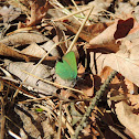 Green Hairstreak